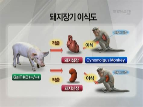 국내 최초 돼지 장기 원숭이에 이식 성공 연합뉴스