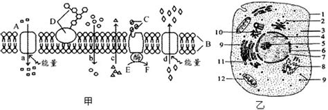 下图表示细胞和生物膜结构模式图左图中abcdef表示某些物质abcd表示物质进出膜的运输方式右图中序号1~12表示细胞的