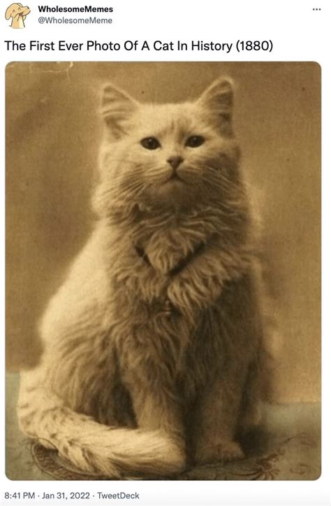 A White Cat Sitting On Top Of A Table Next To A Black And White Photo