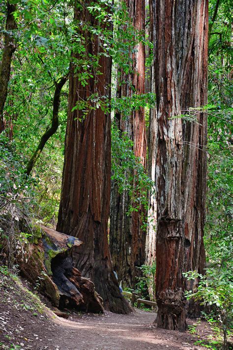 Redwood Forest Trail Photograph by Cathy P Jones