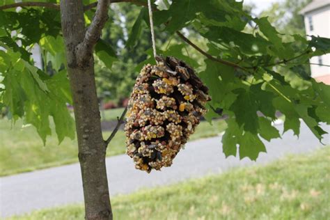 DIY Pine Cone Bird Feeder