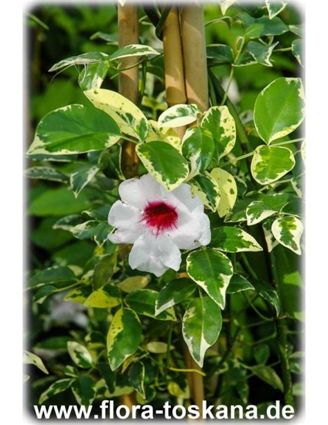 Pandorea Jasminoides Variegata Variegated Bower Wine FLORA TOSKANA