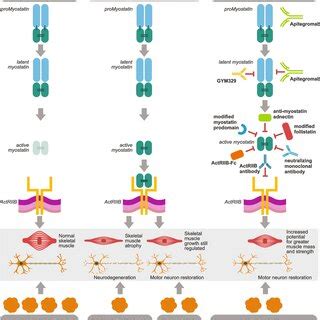 Myostatin inhibition MOA as add-on to SMN correctors in SMA. SMN ...