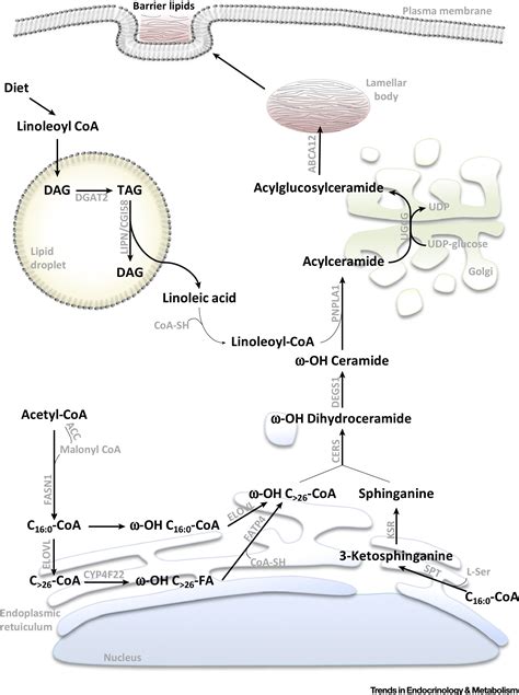 The Significance Of Epidermal Lipid Metabolism In Whole Body Physiology