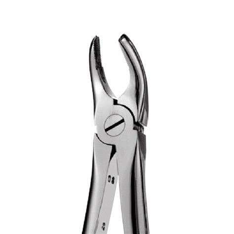 Right Upper Molars Forceps Advance Dentistry