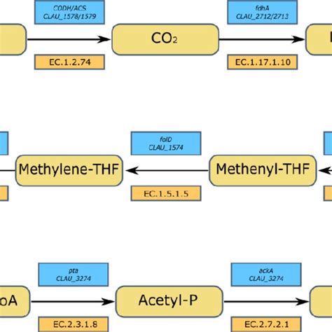 Essential Genes Of The Wood Ljungdahl Pathway Route From Co To Acetate