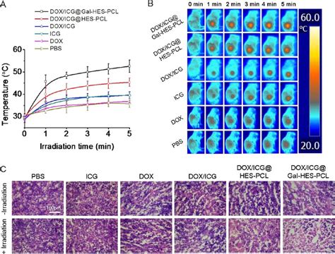 In Vivo Photothermal Response Under Laser Irradiation Nm W Cm