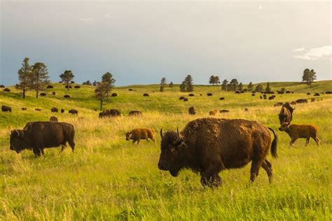 Somerset House - Images. SOUTH DAKOTA-CUSTER STATE PARK-BISON HERD