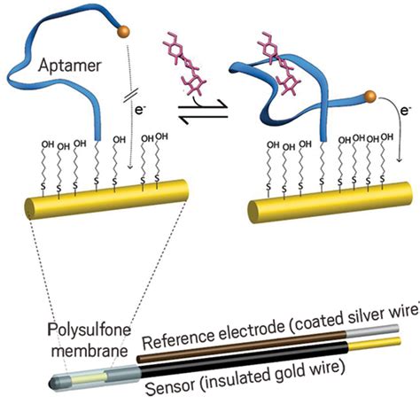 Aptamer Based Sensors Could Measure Drug Levels In Real Time