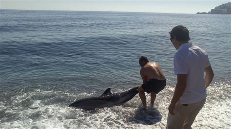 Motril Digital Aparece Un Delf N Muerto De Casi Dos Metros En La Playa