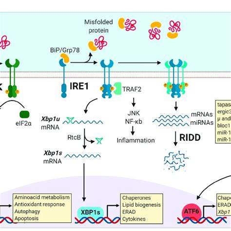 Activation Of The Three Unfolded Protein Response Upr Pathways Is