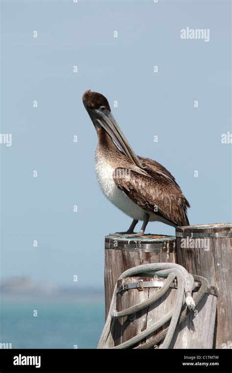 Pelicano café Pelecanus occidentalis en un muelle en Key West