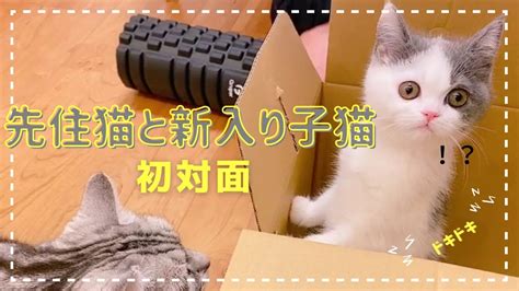 【先住猫と新入り子猫が初対面】子猫の密着1日目がかわいすぎる！ Youtube