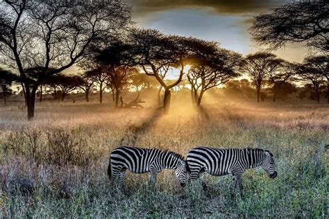 Where to safari in Africa? 🦁 Best guide & Tips! | Roll and Feel