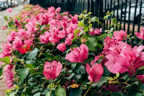 Bougainvillea Blumen Pflanzen Kostenloses Foto Auf Pixabay Pixabay