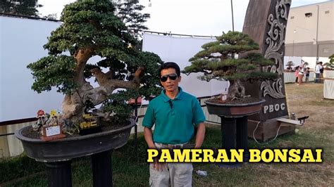 Pameran Dan Kontes Bonsai Kelas Prospek Figter Imbo Bonsai