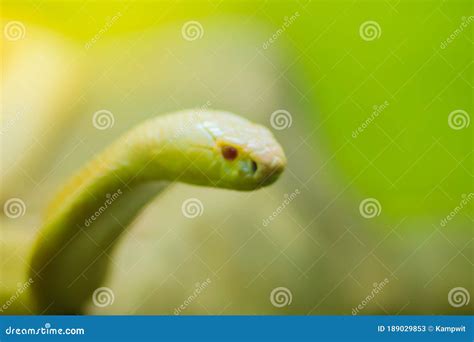 Amazing Albino Cobra Snake In The Wild. The Monocled Cobra (Naja ...