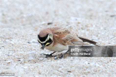 3,368 Lark Bird Stock Photos, High-Res Pictures, and Images - Getty Images