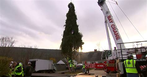 Spruce set to be Rockefeller Center Christmas tree begins journey