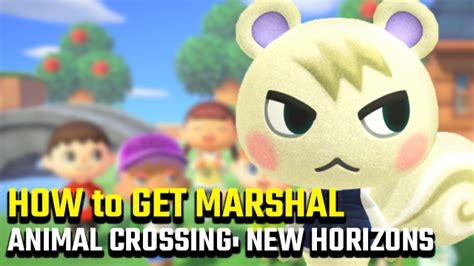 How To Get Marshal In Animal Crossing New Horizons Gamerevolution