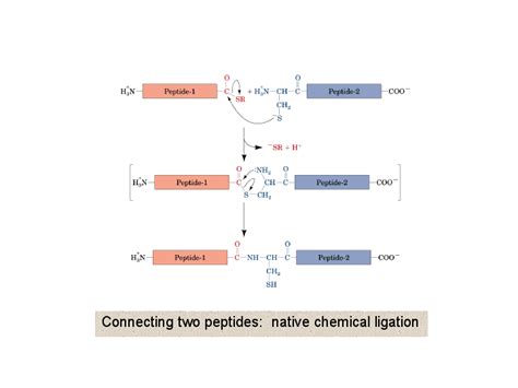 Connecting Two Peptides Native Chemical Ligation