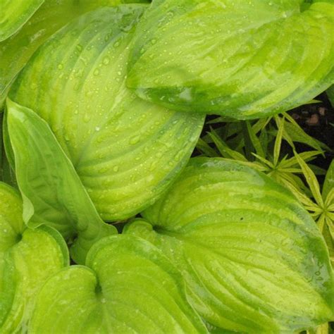 Hosta Guacamole Midwest Groundcovers LLC