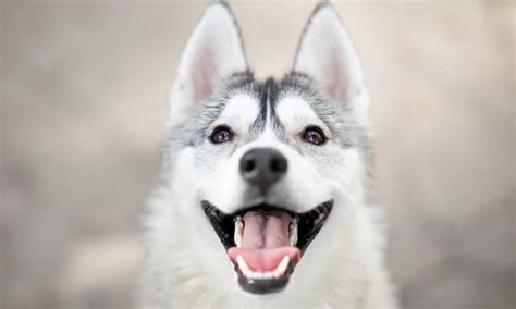 65 Husky Dog Names - A-Z Animals