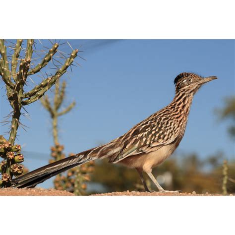 Gracie Oaks Leinwandbild Majestätisch aussehender Großer Road Runner