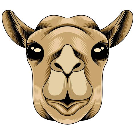 Camel head vector illustration 23368298 Vector Art at Vecteezy