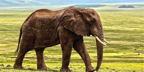 Descubra Poss Veis Significados De Sonhar Elefante