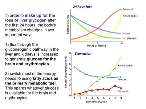 Ppt Metabolic Integration Metabolic Profiles Of Major Organs