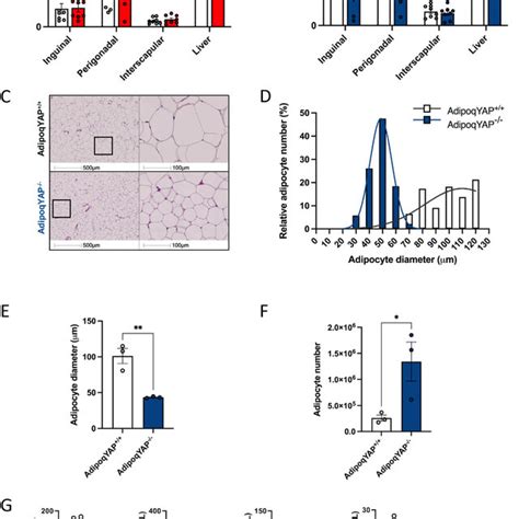 Adiposity Is Decreased In Adipocyte Specific Yap Ko Mice A B Weight