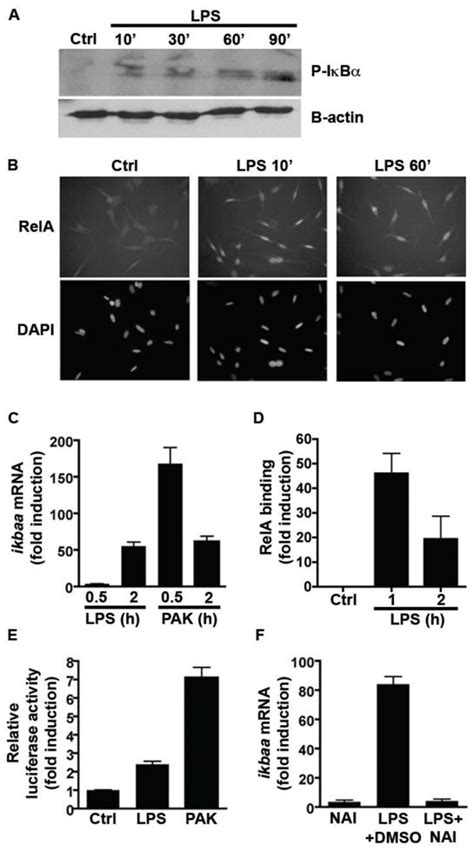 Microbial Colonization Induces Dynamic Temporal And Spatial Patterns Of