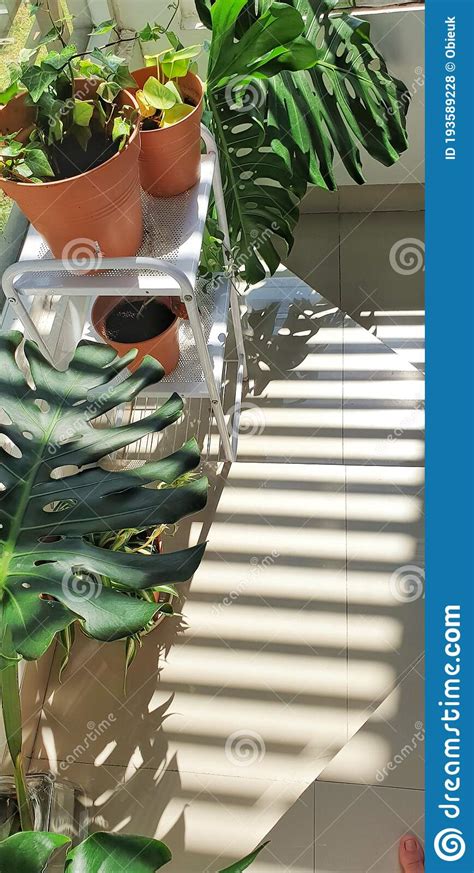 Indoor plants in the shade stock photo. Image of pothos - 193589228