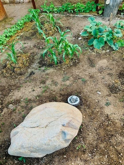 The Three Sisters Garden—One Month Later (Photos) - Upaya Zen Center