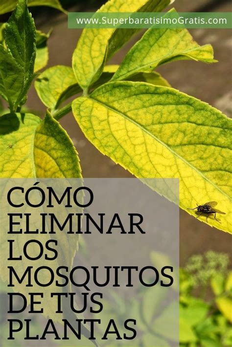 Consejos Para Eliminar Los Mosquitos De Tus Plantas Nucleo Jardin