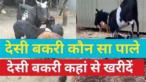 कौन सी देसी बकरी का नस्ल पालें Desi Bakri In India Desi Goat Farm