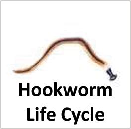 Online Taleem: Hookworm Life Cycle