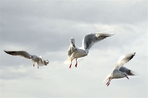 Images Gratuites oiseau aile ciel pélican Oiseau de mer mouette