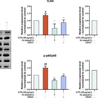 Sr mitigated LPS induced the TLR4 MyD88 NF κB pathway activation with