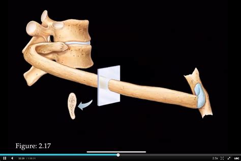 Vertebral And Sternal Articulation Of A Typical True Rib Diagram Quizlet