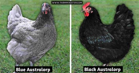 Blue Australorp Chicken 11 Amazing Things With Pictures