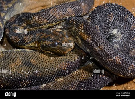 File snake hi-res stock photography and images - Alamy