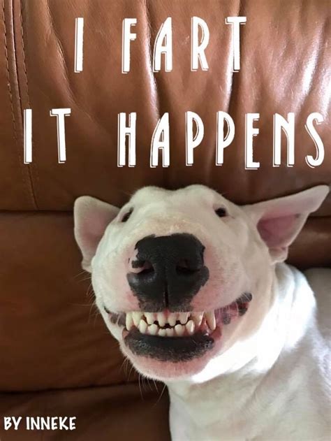 The 16 Funniest Bull Terrier Memes Of All Time Gallery The Paws