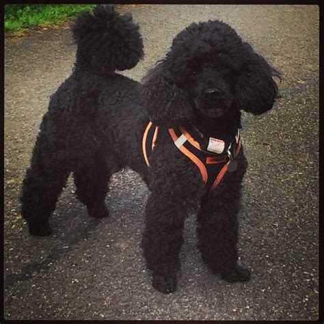 #Poodle #toy #black … | Poodle puppy, Poodle, Poodle haircut