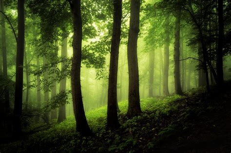 Green fog in forest - ZWZ Picture