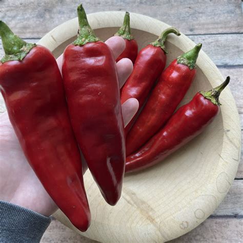 Paprika Pepper Seeds 30 Seeds Heirloom Seeds Organic Gardening Hot Pepper Etsy