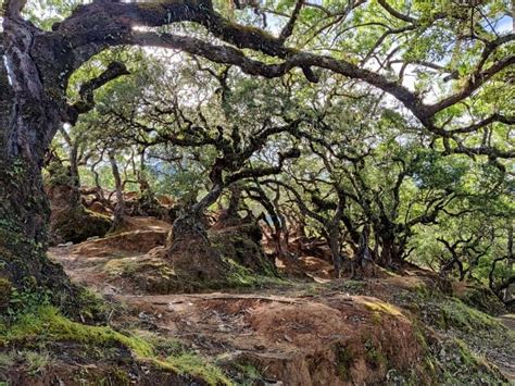 Hutan Bonsai Pesona Fatumnasi Dan Tradisi Suku Dawan Nativeindonesia