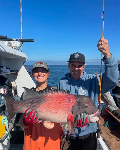 California Sheephead Semicossyphus Pulcher