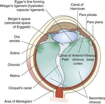 vitreous anatomy | Eye health facts, Medical anatomy, Medical school studying